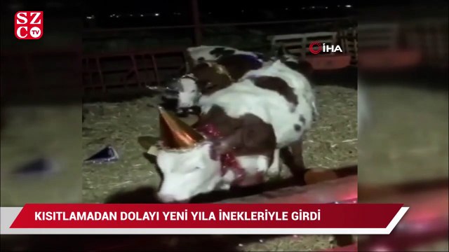 Kısıtlama olunca yeni yıla inekleriyle girdi