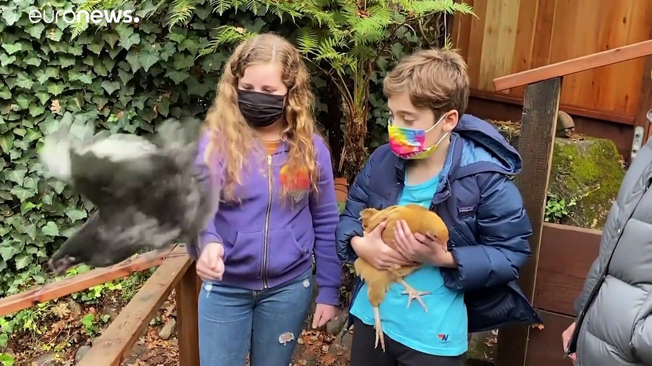 Huhn im Trend: Urban Livestock Farming