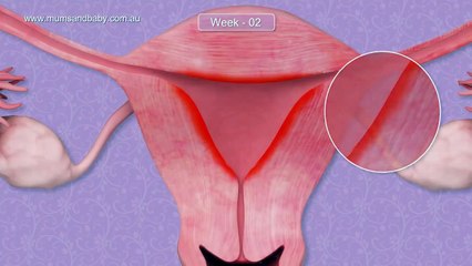 Pregnancy Weeks 1-3 - Conception