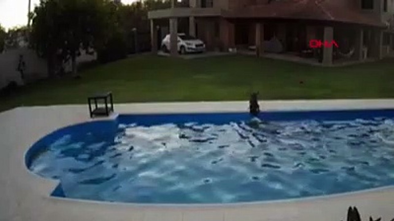 Gözleri görmeyen köpeği düştüğü havuzdan başka bir köpek kurtardı