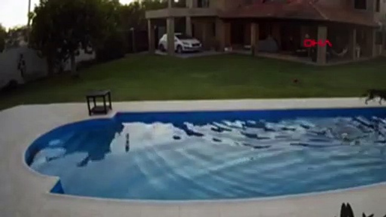 Gözleri görmeyen köpeği düştüğü havuzdan arkadaşı kurtardı!