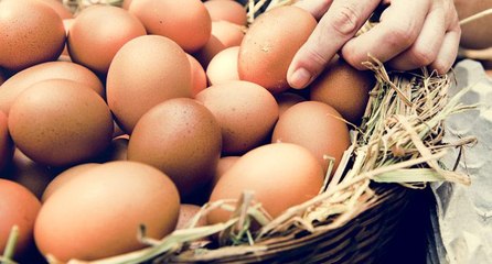 ‘Altın yumurtlayan tavuk’ deyimi gerçek oldu