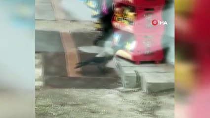 Marketin önündeki cipsi maketiyle çalan karga şaşırttı!