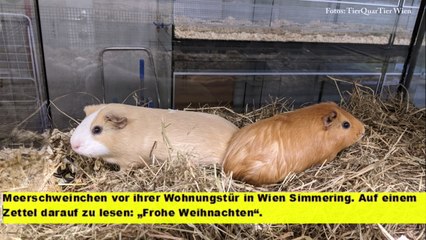 Wien:  Kleintiere als Weihnachtsgeschenk getarnt gefunden
