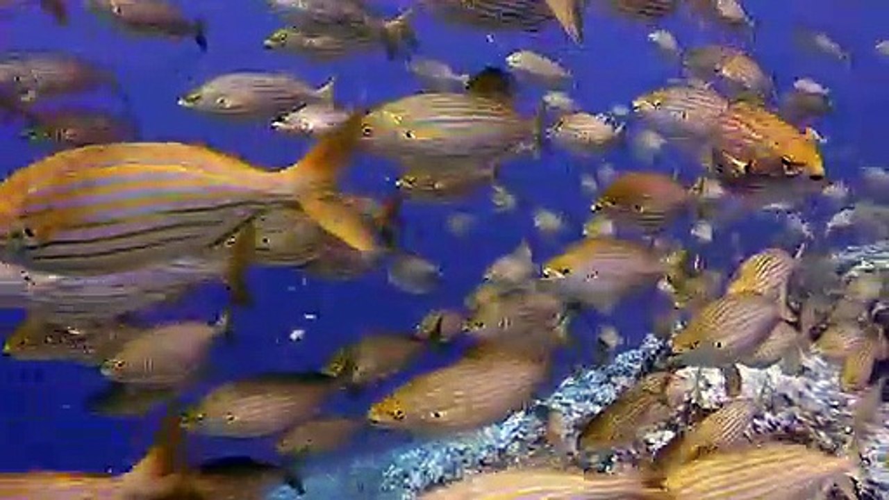 Scuba diving