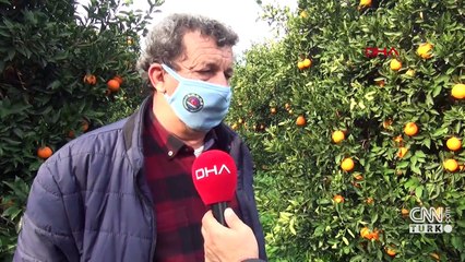 Portakalda verim düştü fiyat arttı | Video
