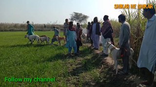 Soor ka shikar, wild boar hunting with dogs, pig hunting in Sindh Pakistan 2021 New season