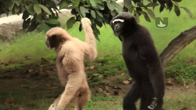 Best of Delhi Zoo I National Zoological Park Delhi