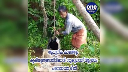 തൃശ്ശൂര്‍; ആധുനിക കാലത്തും കൃഷിയുണങ്ങാതിരിക്കാന്‍ സുകുമാരന് ആശ്രയം പരമ്പരാഗത രീതി