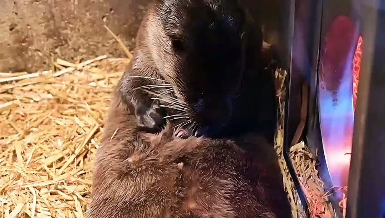 Die Fischotter im Alpenzoo