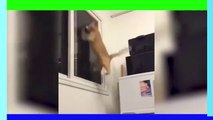 Humorous House pets Cats and Dogs clips doing the unexpected   1.2