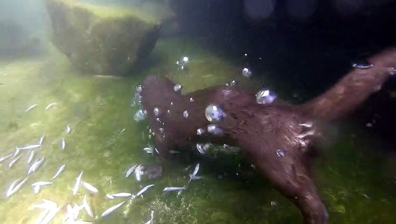 Fischotterfütterung im Alpenzoo