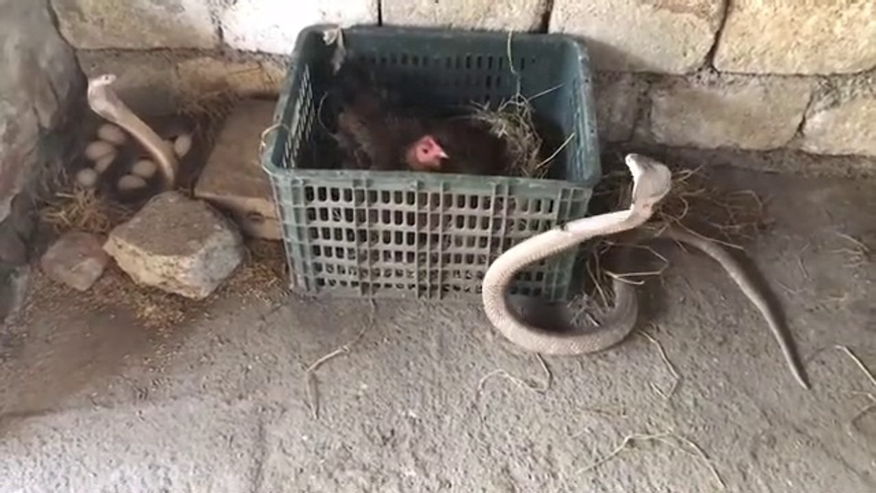 Kobra Yılanı Tavuk Yavrularına Saldırıyor . Tavuk Yumurtalarını ve Yavrularını Ölesiye Koruyor