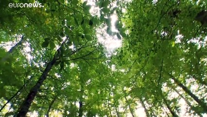 Les forêts primaires des Carpates étudiées pour leur résistance au changement climatique