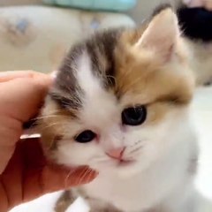 Tiny Munchkin Kittens That Will Lighten Up Your Day
