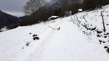 Promenade du soir au torrent