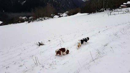 Promenade du soir au torrent suite