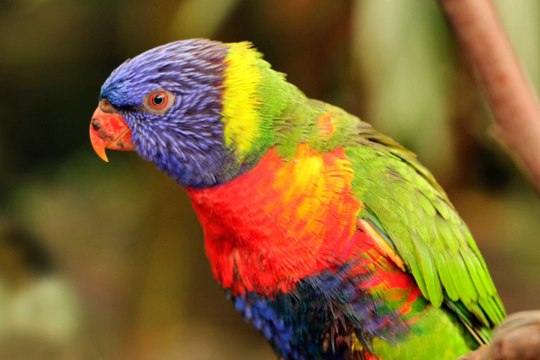 #rap #hiphop #music #rapper #trap #beats #rapmusic #Artist #love #producer #newmusic #hiphopmusic #freestyle #rappers #soundcloud #art #explorepage #spotify #follow #Youtube #dj #like #trapmusic #rnb #hiphop #bhfyp #beat #musicprodu I love Oiseaux