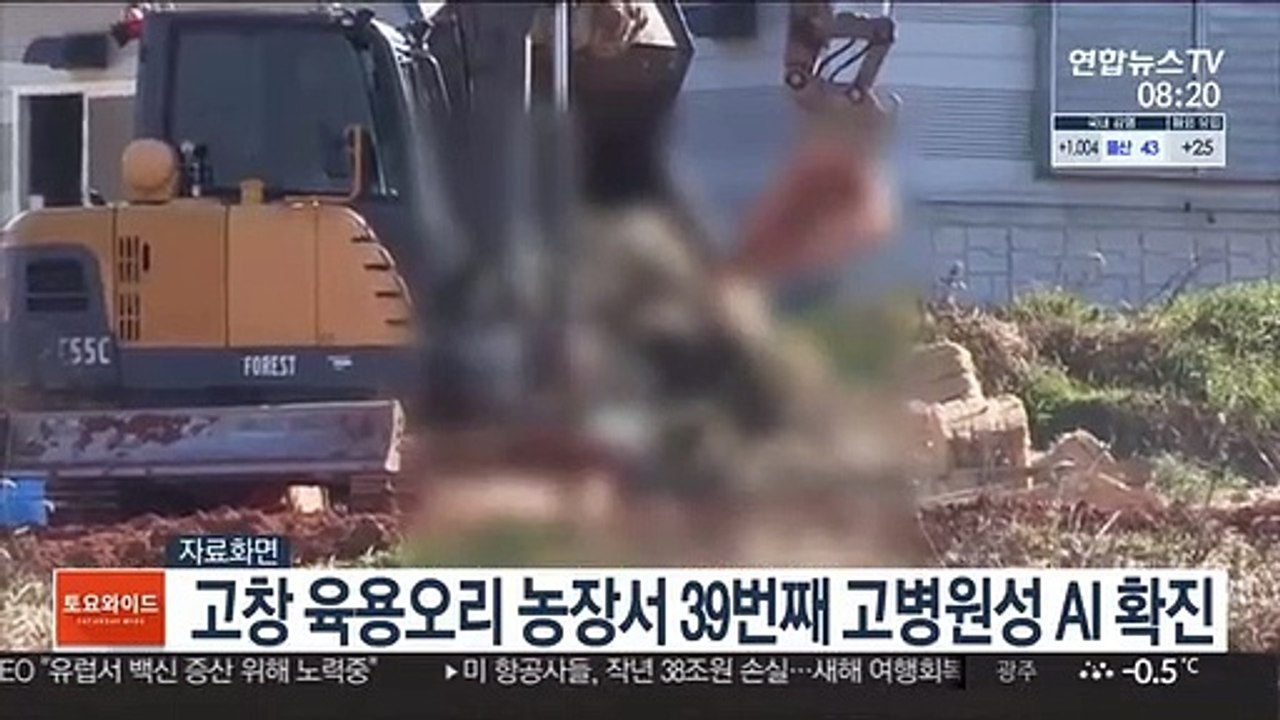 고창 육용오리 농장서 39번째 고병원성 AI 확진