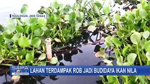 Lahan Terdampak Rob Disulap Jadi Budidaya Ikan Nila