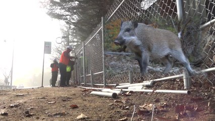 철조망 이어 국립공원·수렵장 모두 통과...남하하는 ASF / YTN