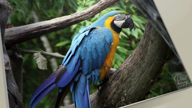 L'album photos édition 2020 du zoo de La Flèche / The 2020 edition photo album of La Flèche zoo