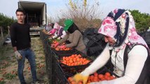 Kozan Portakalı'nın hasadına kurban kesilerek başlandı