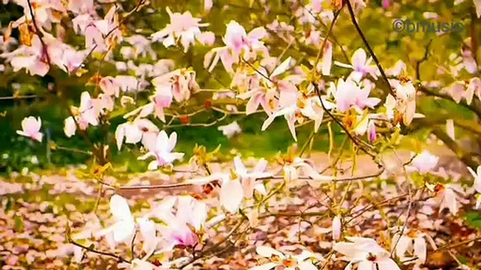 Soothing music | calm music | peaceful music |