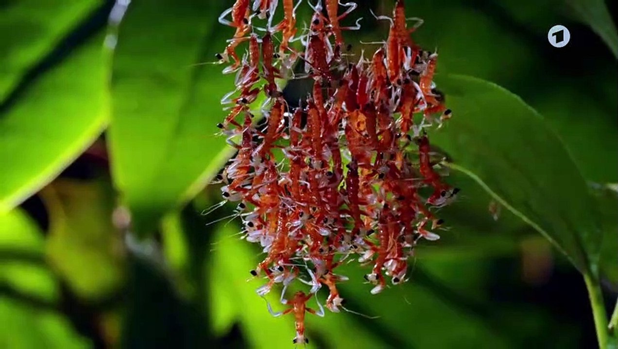 Erlebnis Erde- Überleben (1) - Gefährliche Kindheit