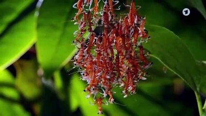 Erlebnis Erde- Überleben (1) - Gefährliche Kindheit