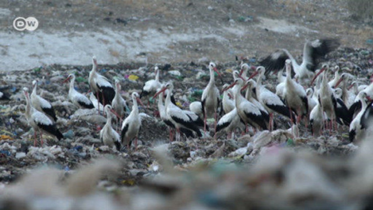 Israel: stop-over for storks