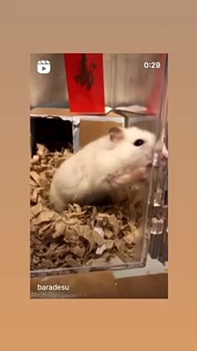 hamster