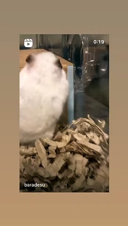 hamster
