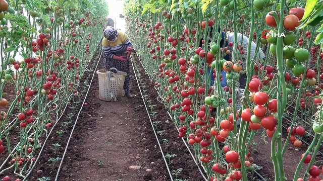Fedakar üreticiler, pandemide mutfaklar için domates topluyor