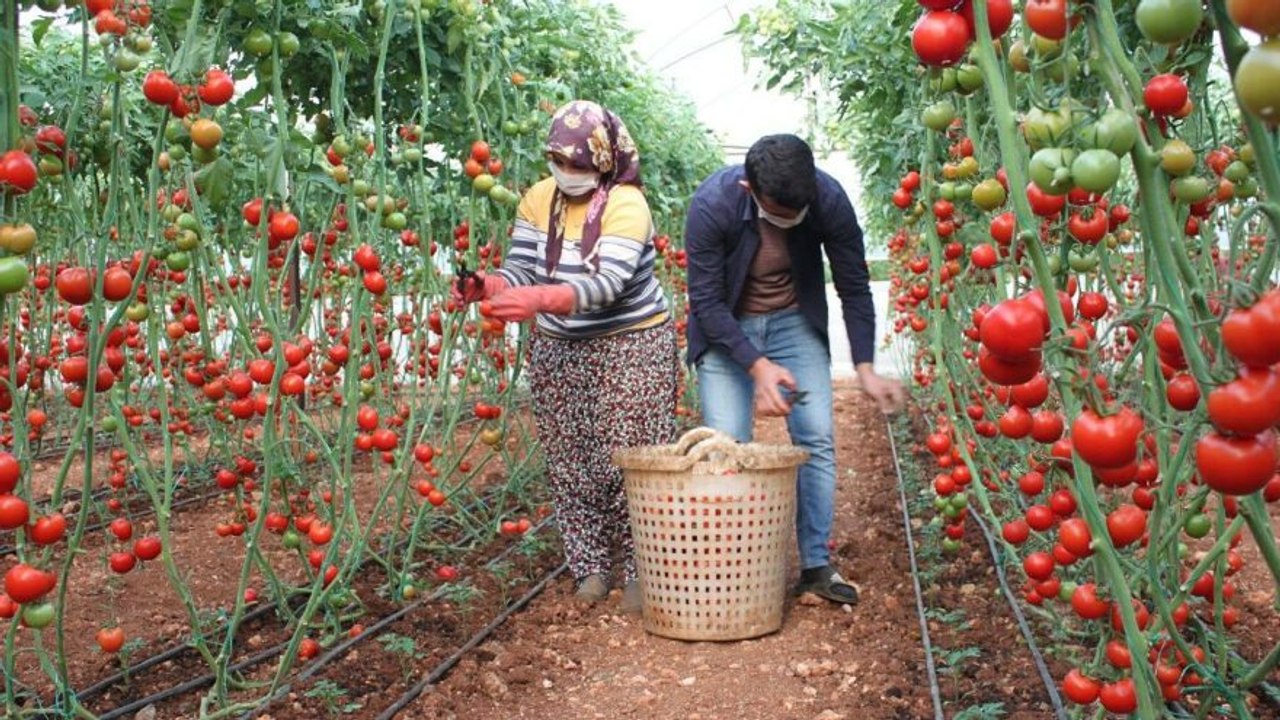 Fedakar üreticiler, pandemide mutfaklar için domates topluyor