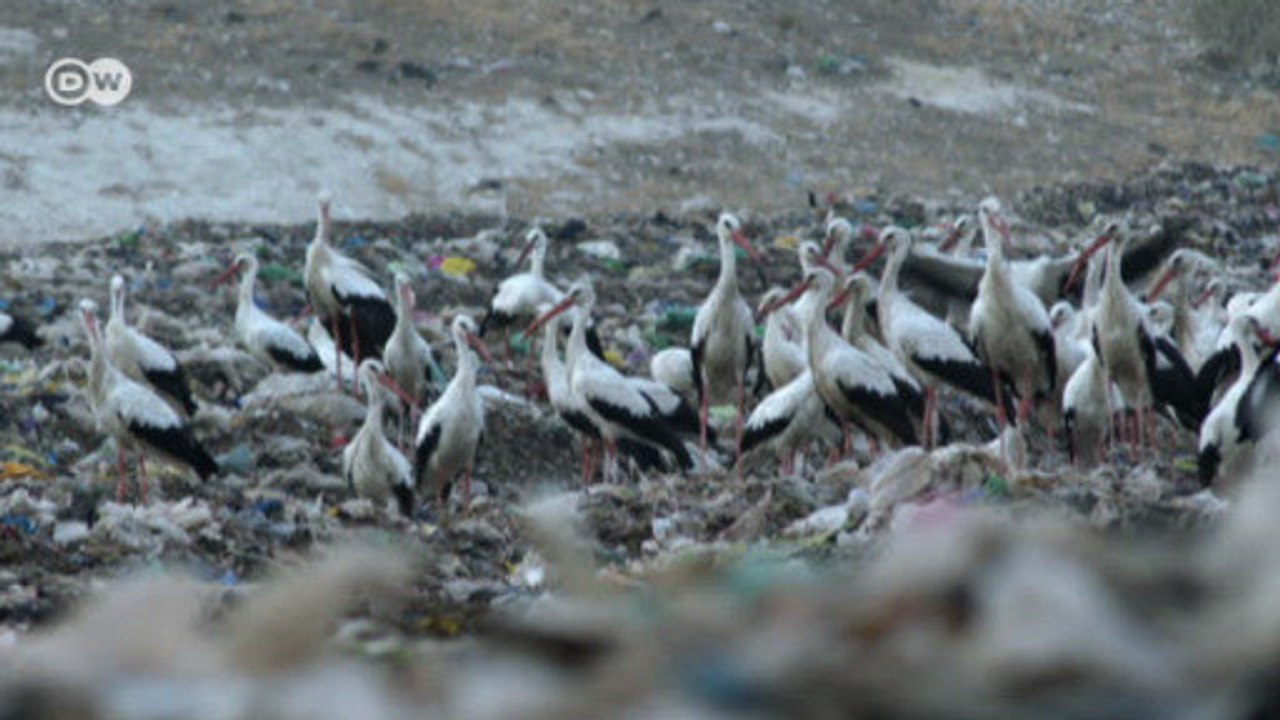 Israel: Zwischenlandung der Störche