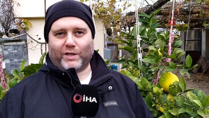 Yılın 12 ayı meyve veren ağaçta, kiloluk limonlar yetişiyor