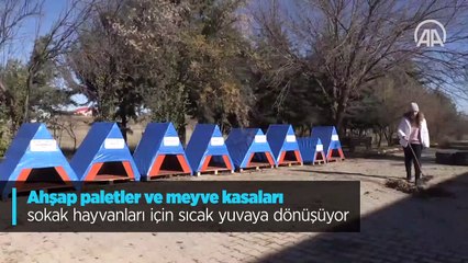 Ahşap paletler ve meyve kasaları sokak hayvanları için sıcak yuvaya dönüşüyor