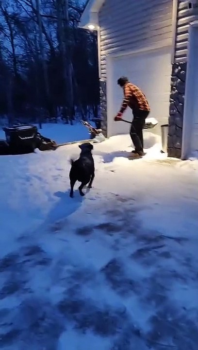 Doggy Plays Catch With Shovelled Snow