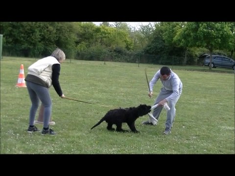 2014 -Ring :Jakahdy de l'Aubade aux Bergers, 3 mois, débourrage du chiot