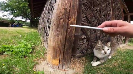I took photos of stray cats living in Japan.24