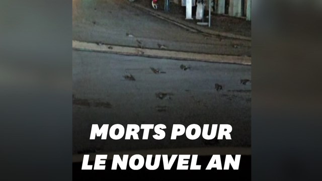 Après des feux d'artifice au Nouvel An à Rome, mort de centaines d'oiseaux