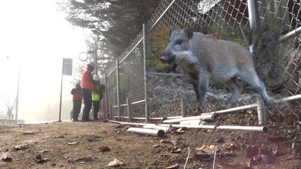 철조망 이어 국립공원·수렵장 모두 통과...남하하는 ASF / YTN