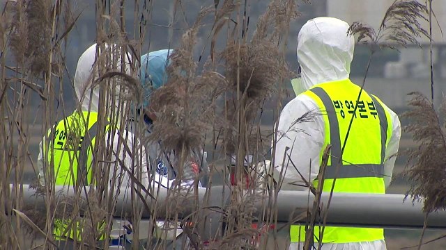 무안 산란계 농장 고병원성 AI 확진...국내 농장 42번째 / YTN