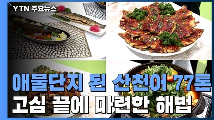 축제 취소에 애물단지 된 산천어 77톤...해법은? / YTN