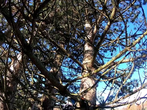 Rescuer Climbs Tree to Save Noisy Kitty