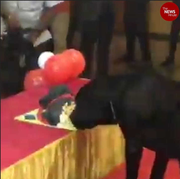 Castor the dog's 5 star birthday final