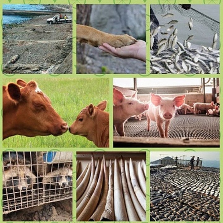 LBC Radio with Natasha Devon 1Jan21 - talking to Dominic Dyer on Brexit and wildlife protection and animal welfare standards