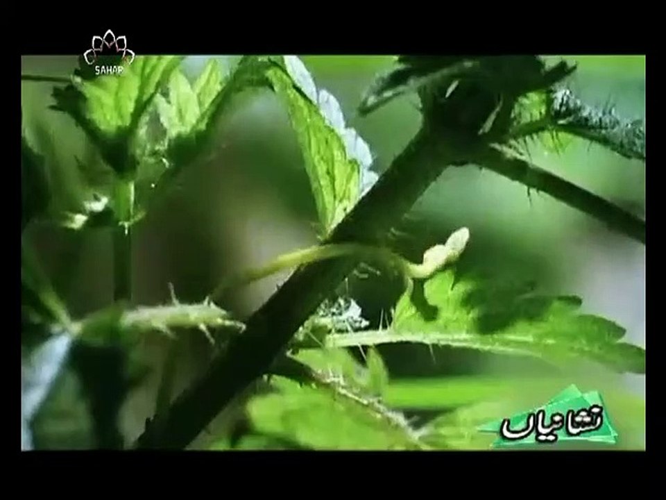 NABATAT