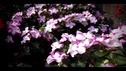 Petunia And Impatiens Flower Collection